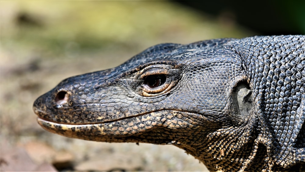 black and brown crocodile head
