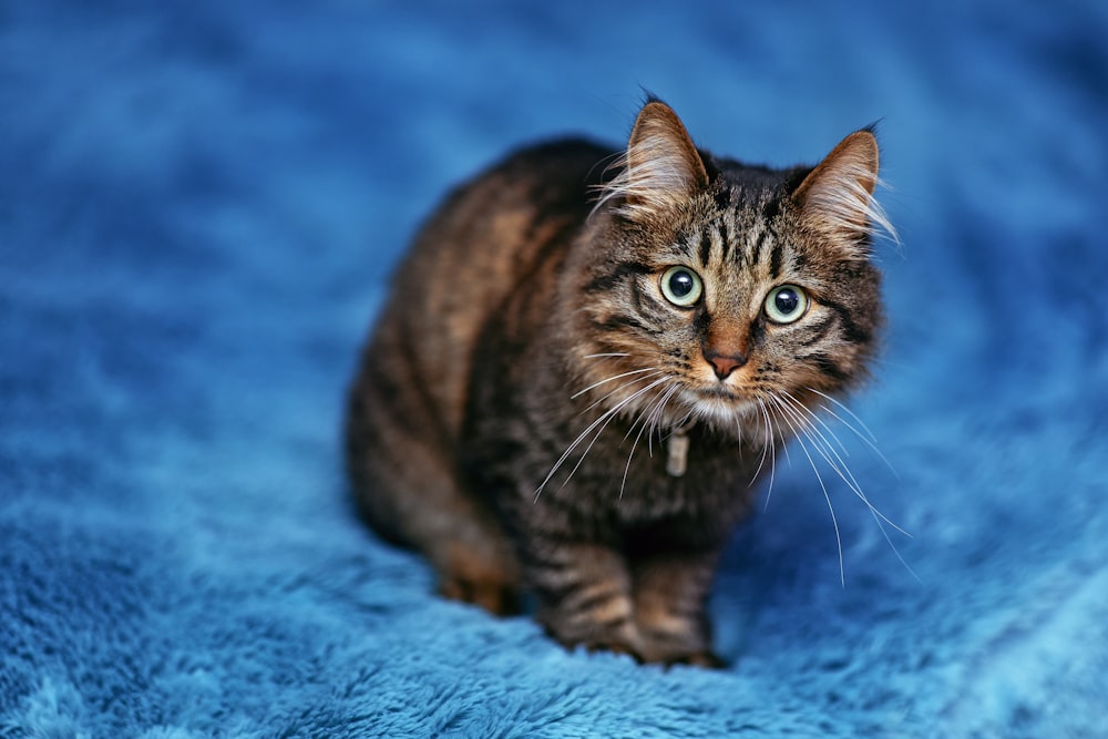 brown tabby cat on blue textile