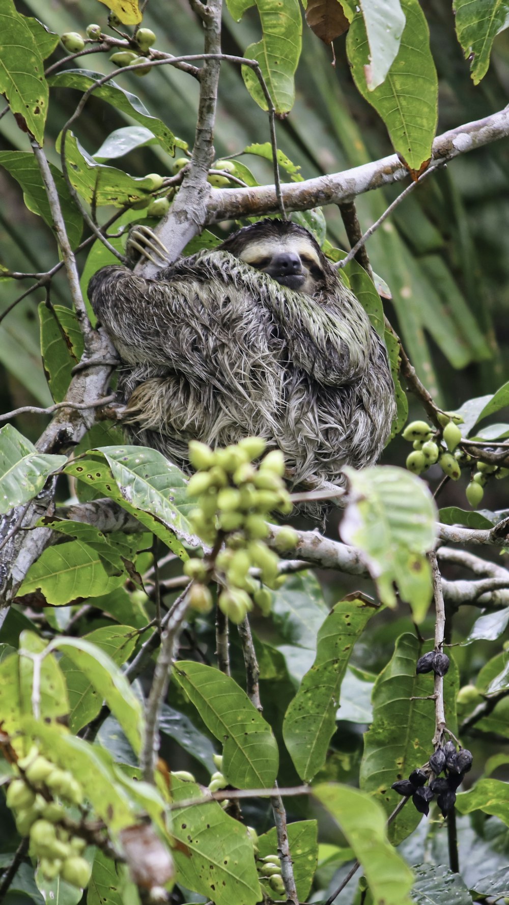 brown and gray monkey on green leaves during daytime