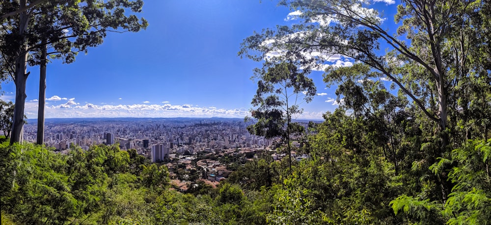 green trees near city buildings under blue sky during daytime