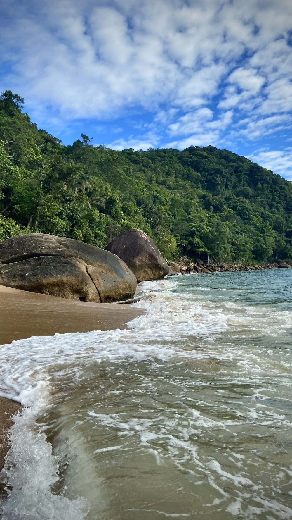 green trees on brown sand beside body of water during daytime