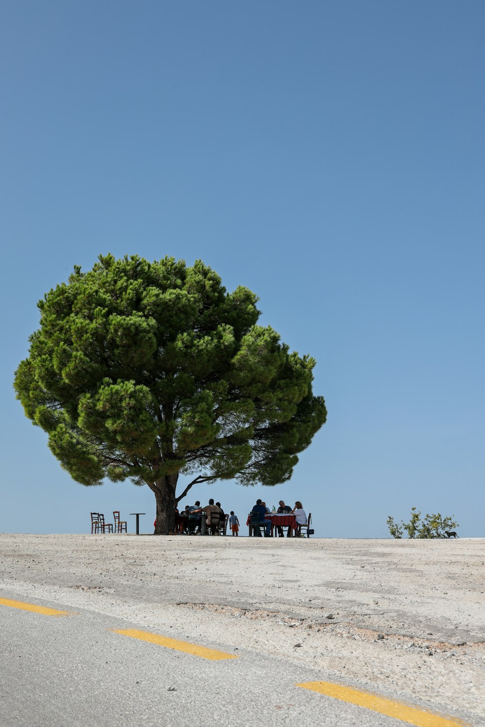 green tree on brown sand during daytime