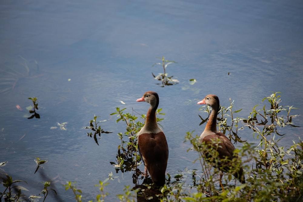 brown duck on water during daytime