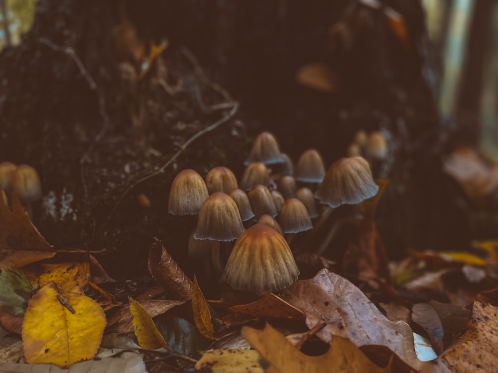 brown mushrooms on green grass