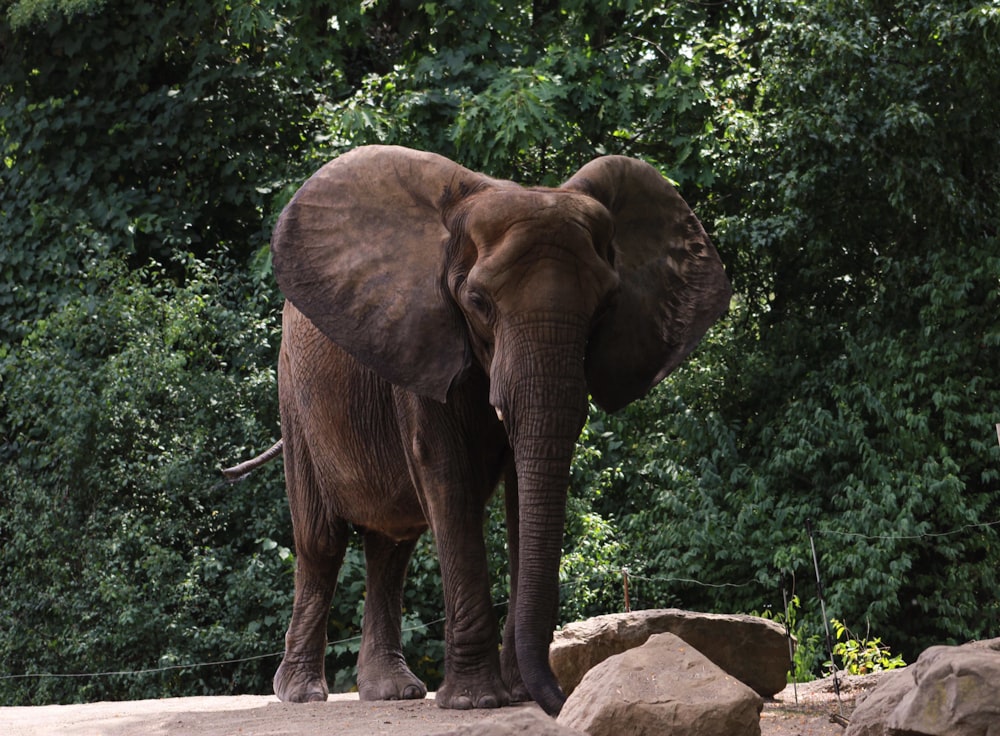 Elefante marrón de pie sobre el suelo de hormigón gris durante el día