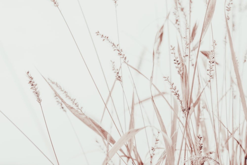 brown wheat field during daytime