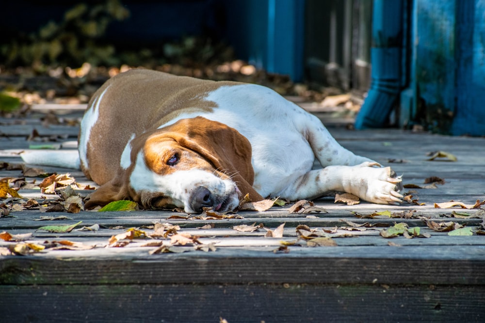 brown and white short coated dog lying on brown wooden floor during daytime