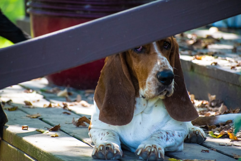 brown and white short coated dog lying on blue wooden bench