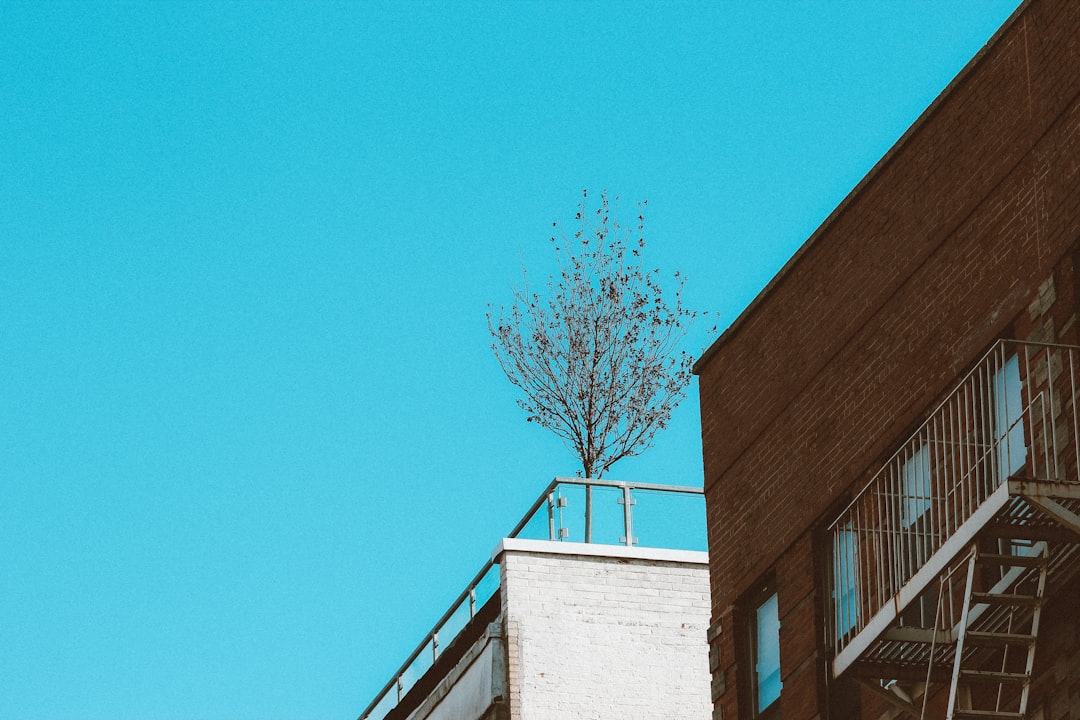 brown bare tree beside brown concrete building during daytime