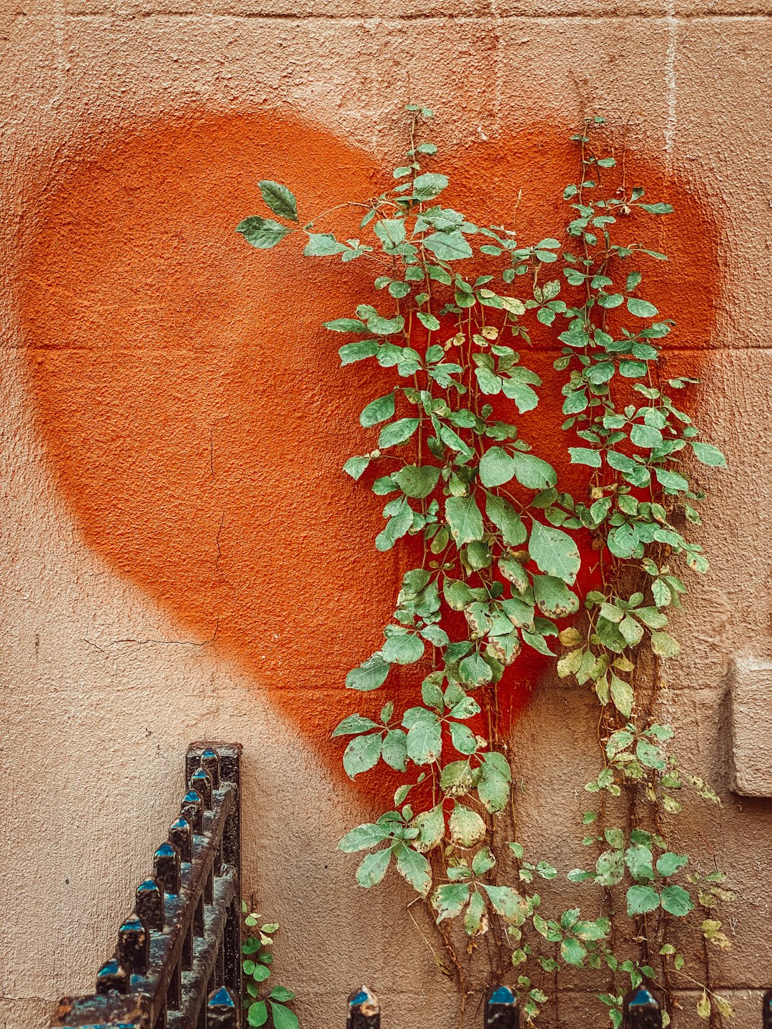 red and green plant on brown concrete wall