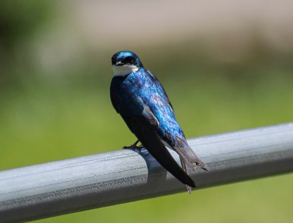 pássaro azul e branco na cerca de madeira marrom durante o dia