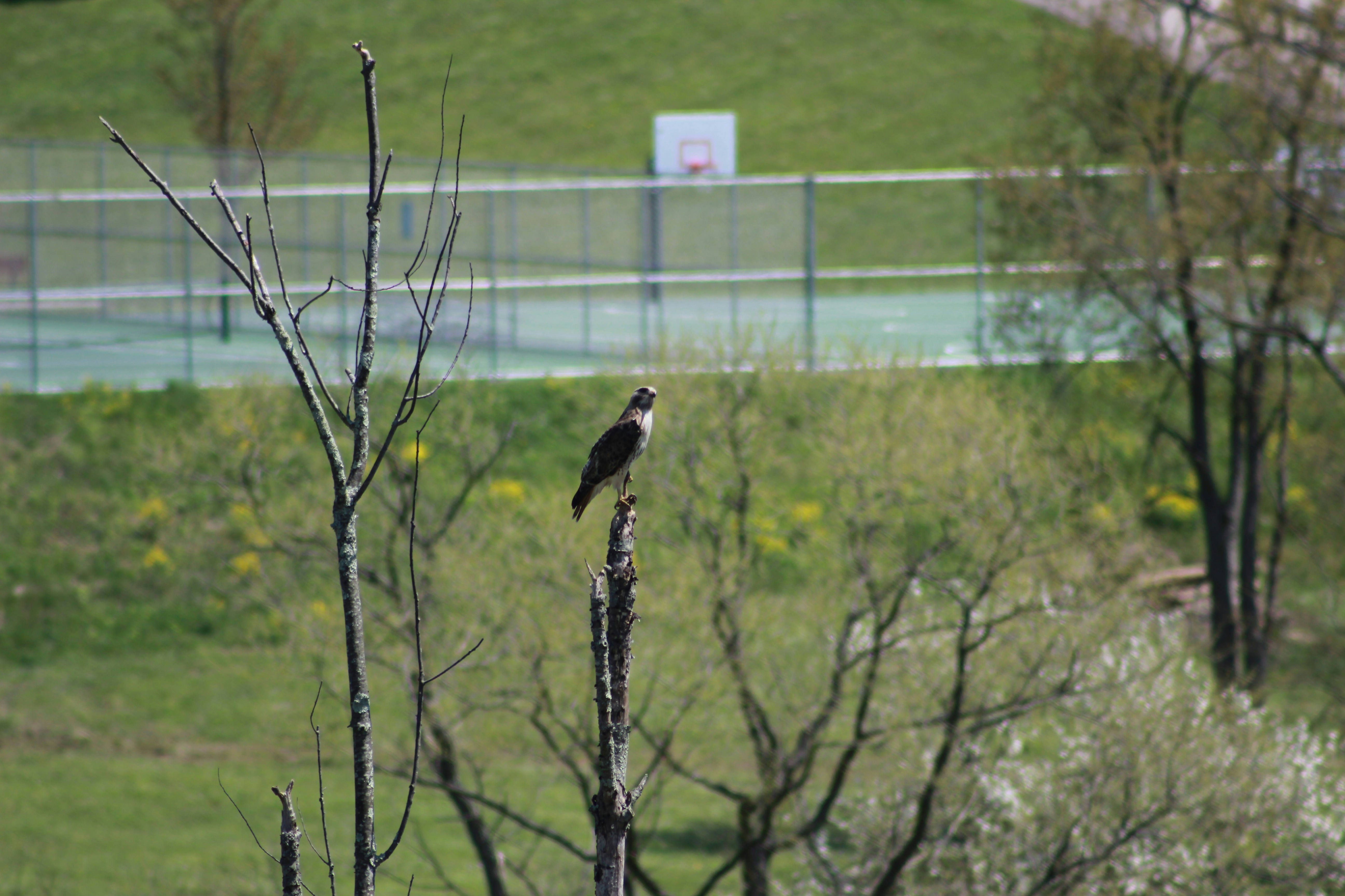 black bird on tree branch during daytime pennsylvania teams background