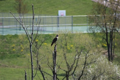 black bird on tree branch during daytime pennsylvania zoom background