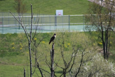 black bird on tree branch during daytime pennsylvania google meet background