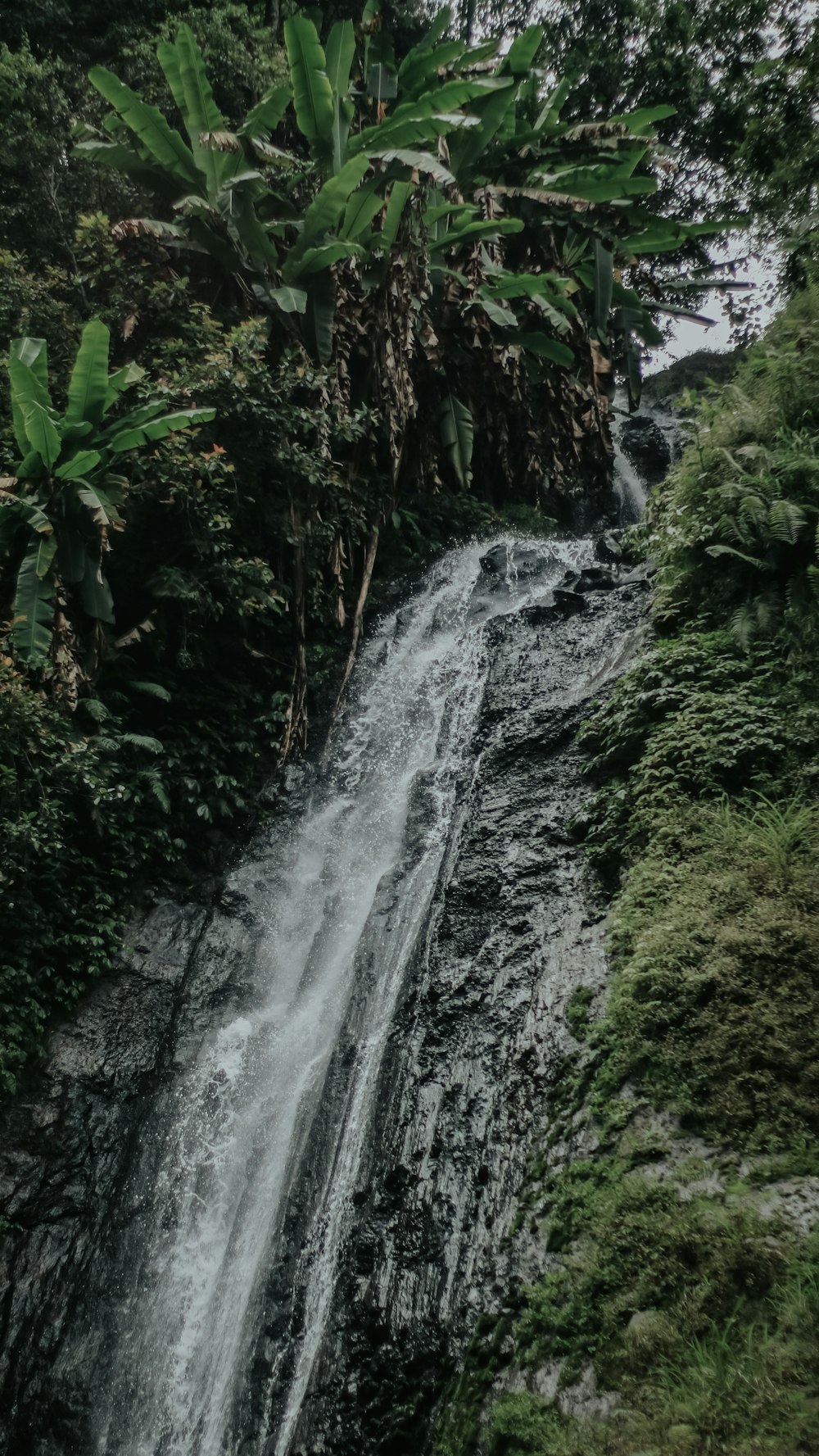 water falls in the middle of green plants