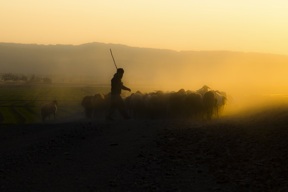 Silhouette eines Mannes, der bei Sonnenuntergang auf dem Pferd reitet