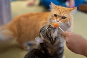 orange tabby cat playing with a ball