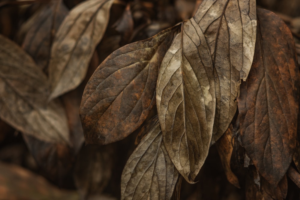 brown and green leaves in close up photography