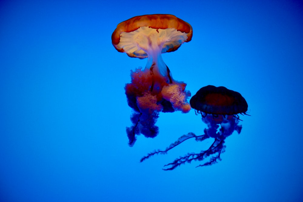 brown jellyfish in blue water