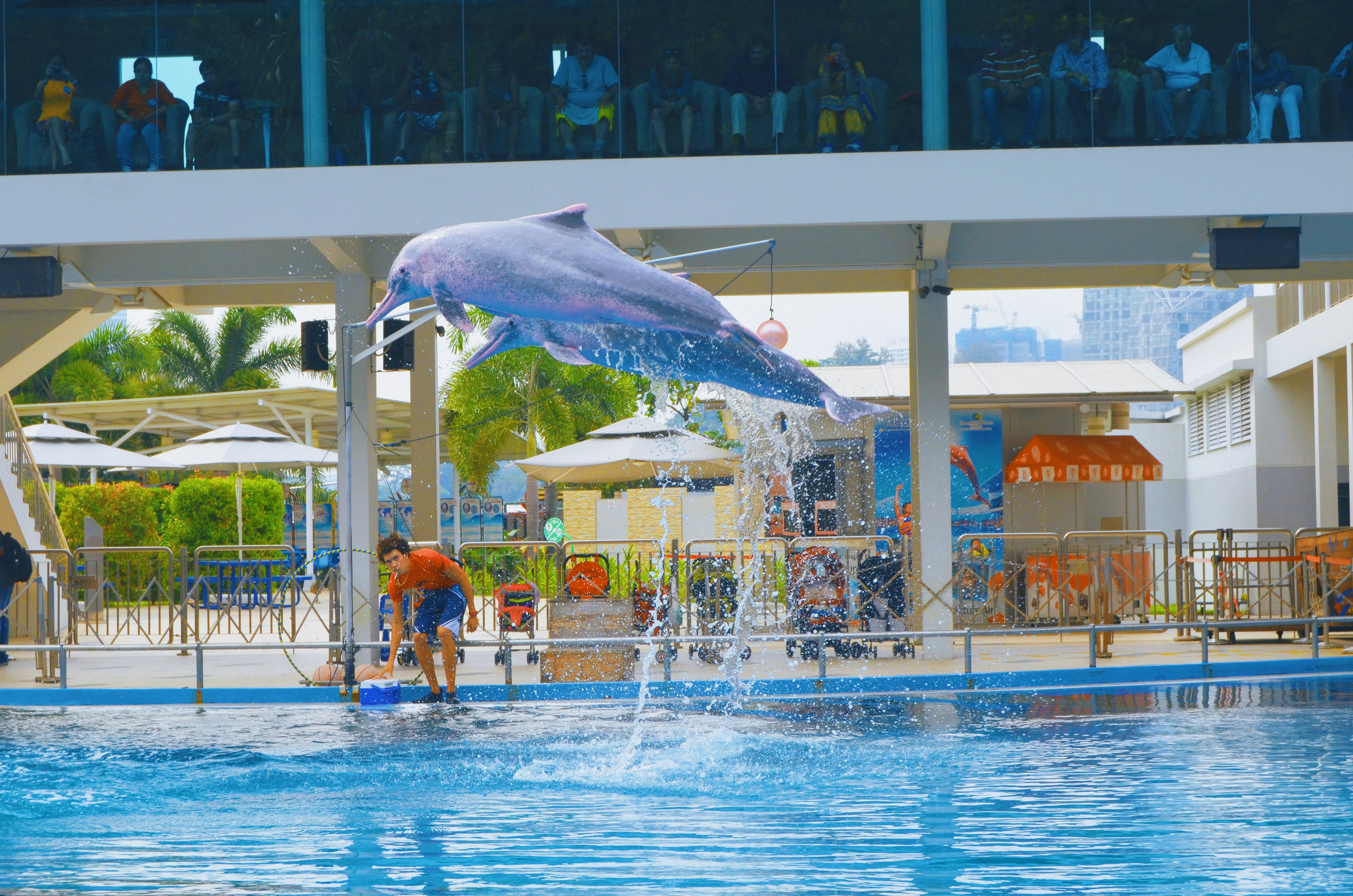 jumping dolphin at dolphin show at the aquarium