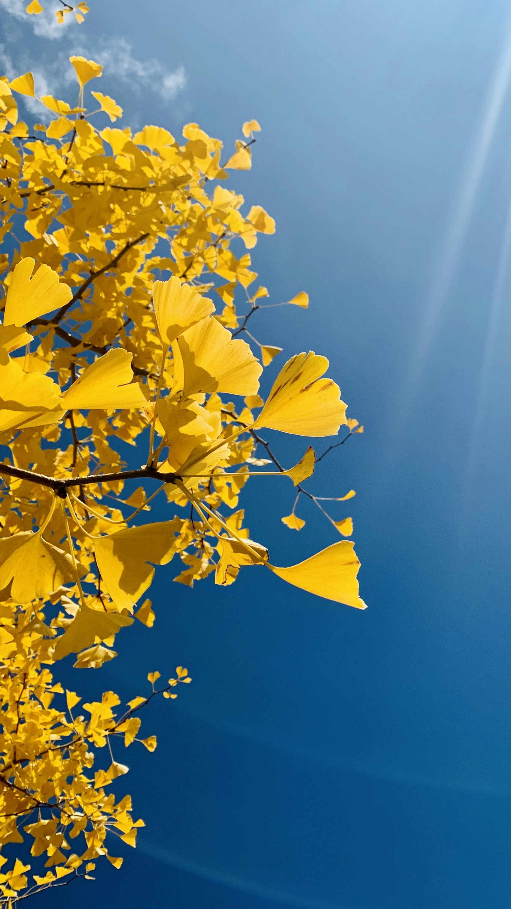 yellow leaves on brown tree branch