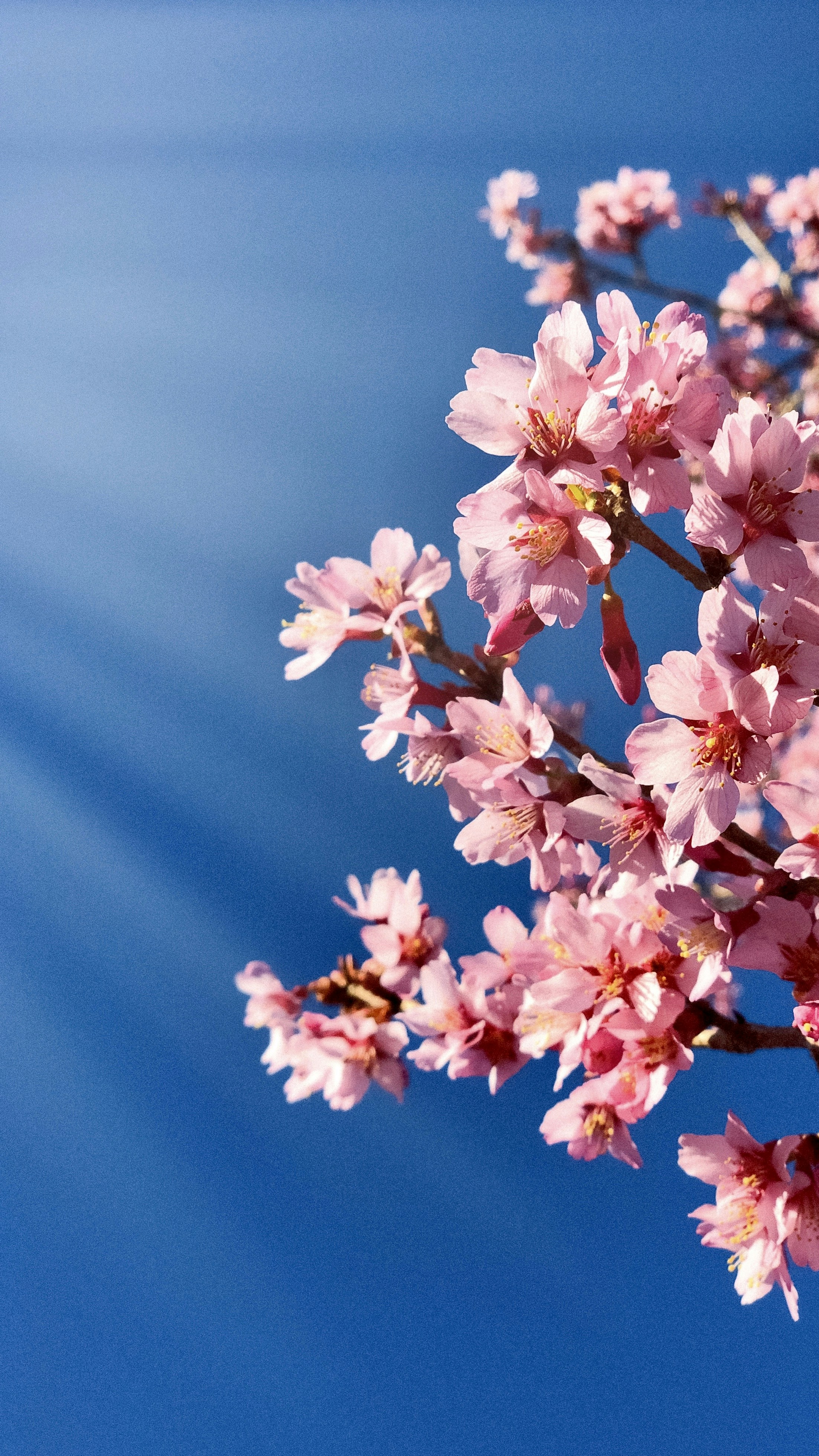 pink and white cherry blossom