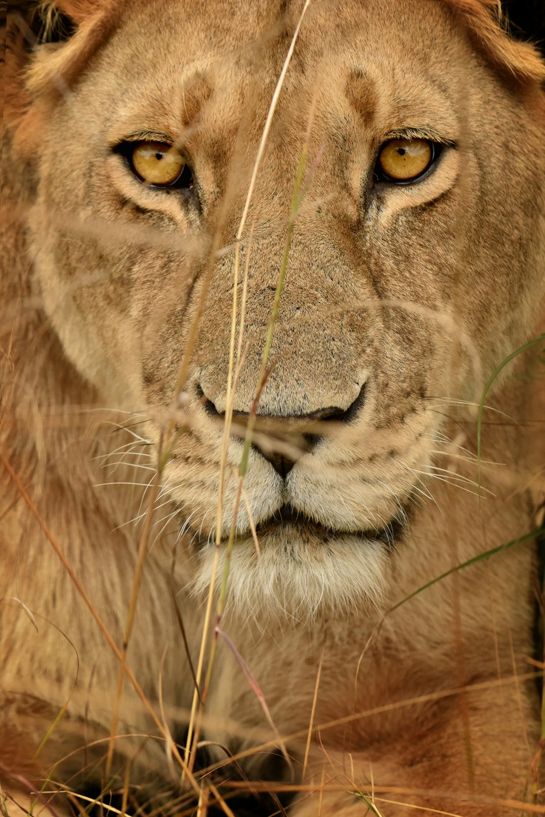 Wildlife photo spot Kenya Lewa Wildlife Conservancy