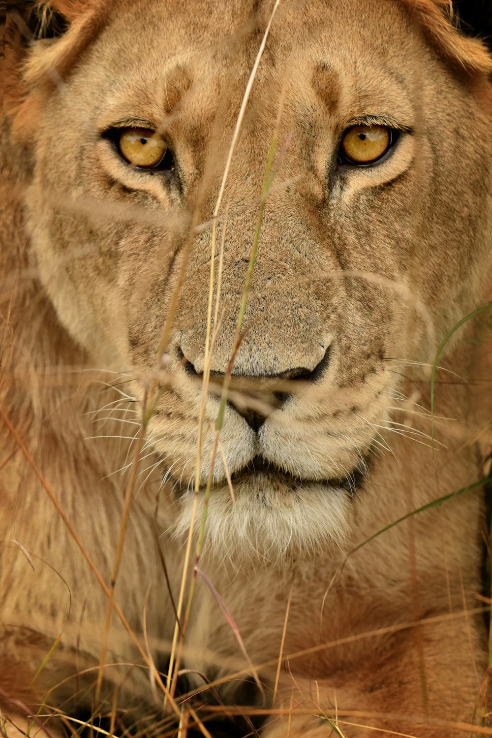 Lion brun en photographie en gros plan