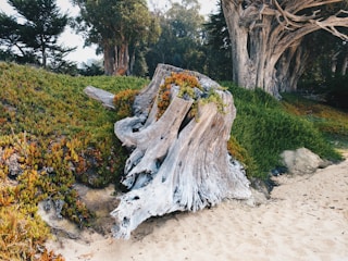 A large, weathered tree stump is surrounded by lush greenery and colorful plants. The stump appears to be old, with a textured and gnarled surface. It is located on sandy ground, indicating a possible coastal or beach setting. In the background, taller trees create a dense, wooded atmosphere.
