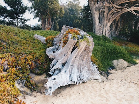A large, weathered tree stump is surrounded by lush greenery and colorful plants. The stump appears to be old, with a textured and gnarled surface. It is located on sandy ground, indicating a possible coastal or beach setting. In the background, taller trees create a dense, wooded atmosphere.