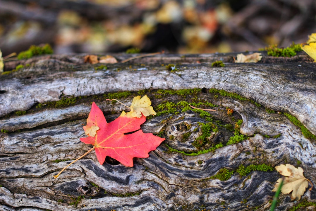 red maple leaf on brown tree trunk