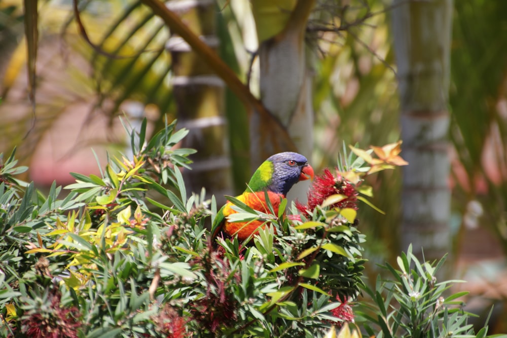 blue yellow and green bird on tree branch during daytime