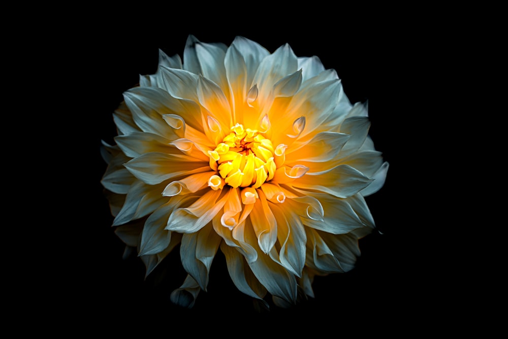 white flower in black background