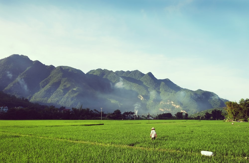 white horse on green grass field near mountain during daytime