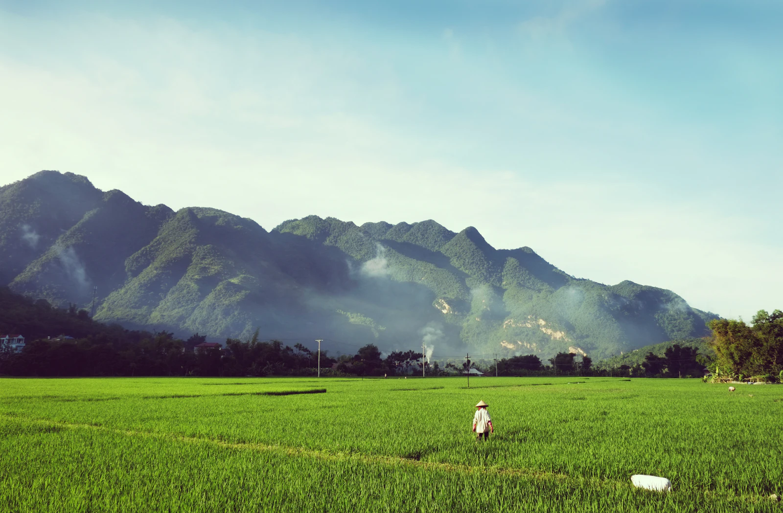 Thai rice fields