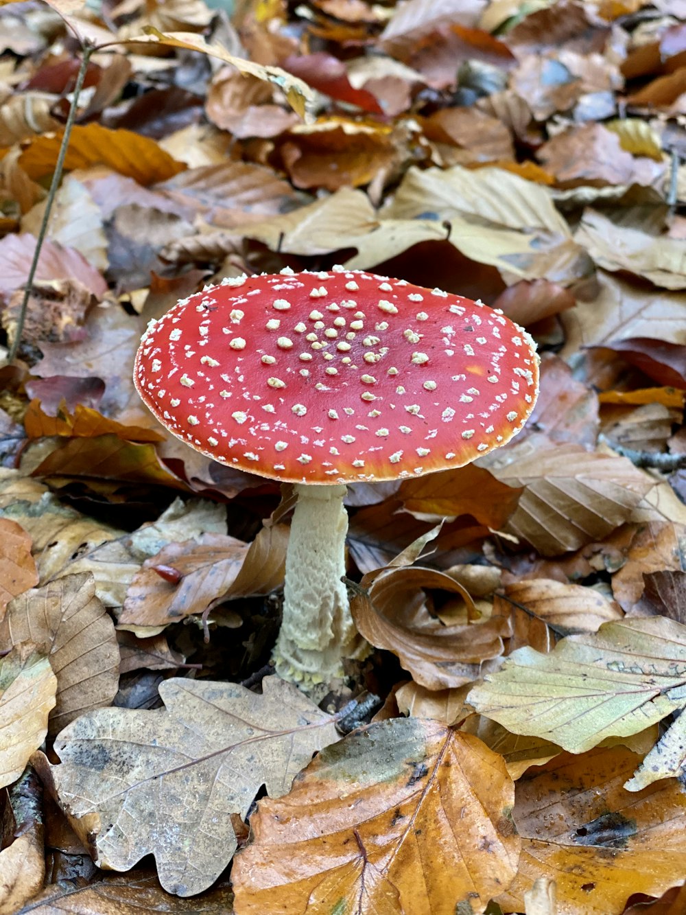 red and white mushroom on dried leaves