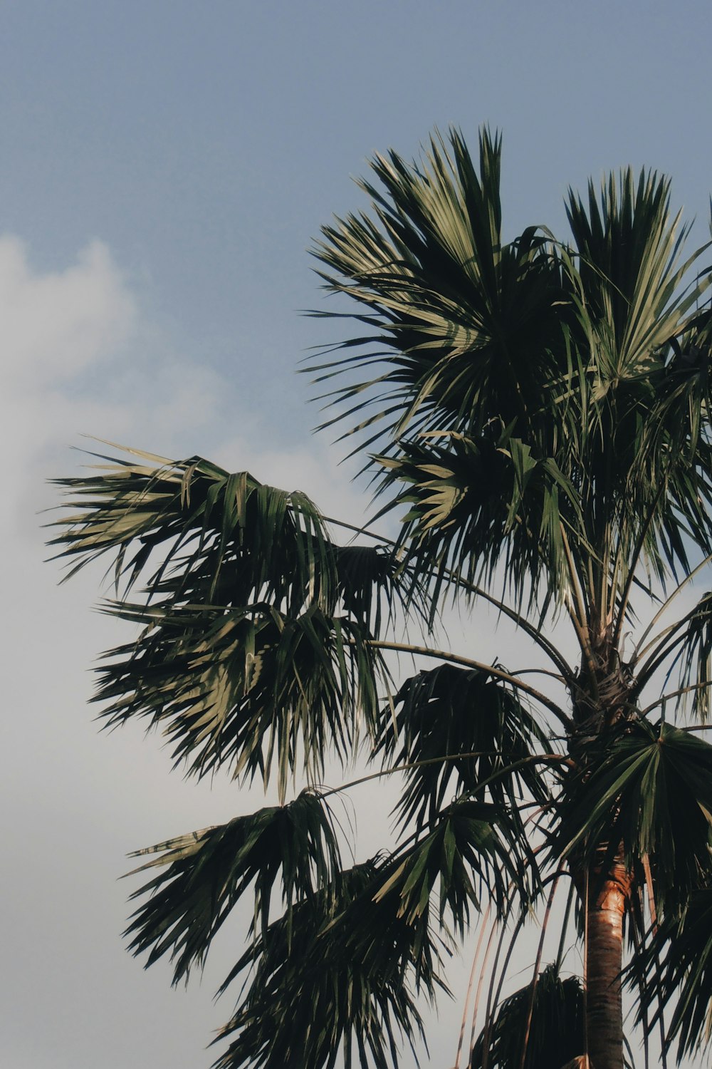 green palm tree under white clouds