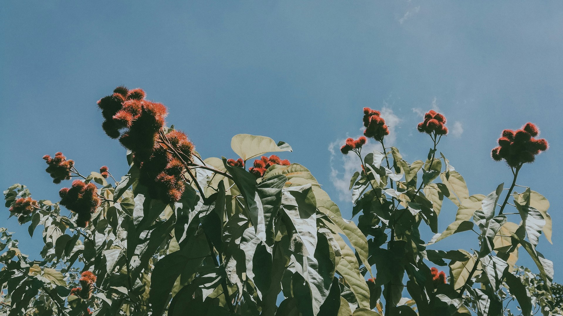 green and red leaf plant