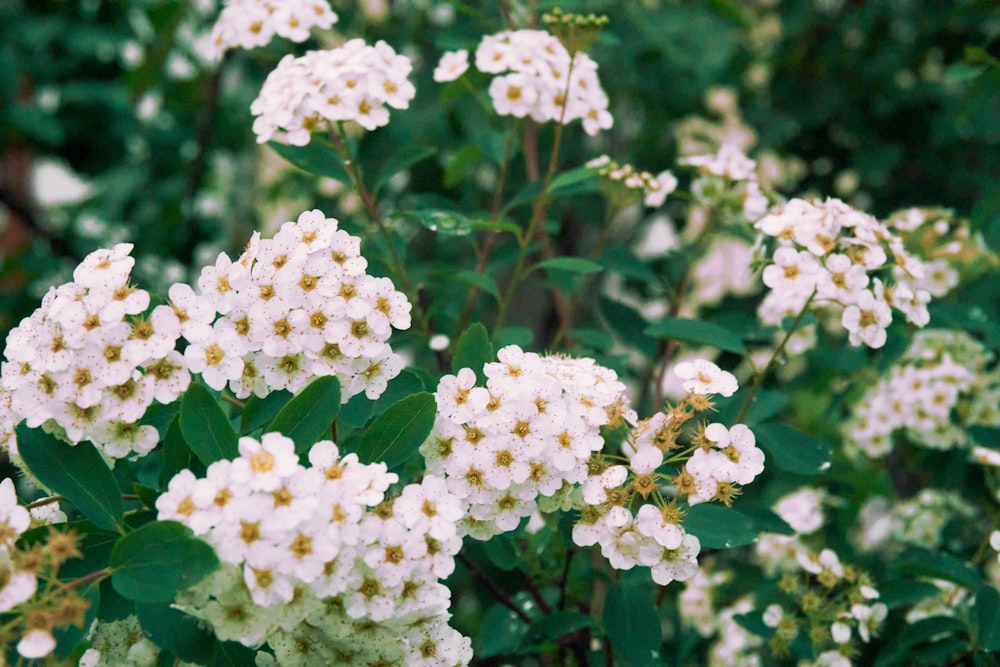 white flowers in tilt shift lens