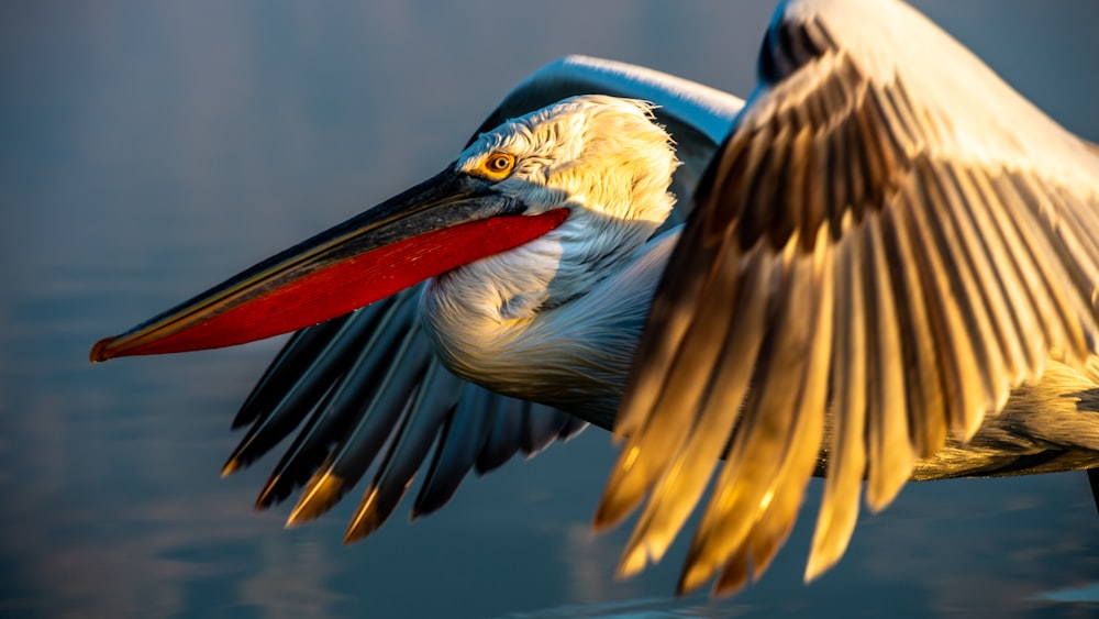 white and brown pelican flying during daytime