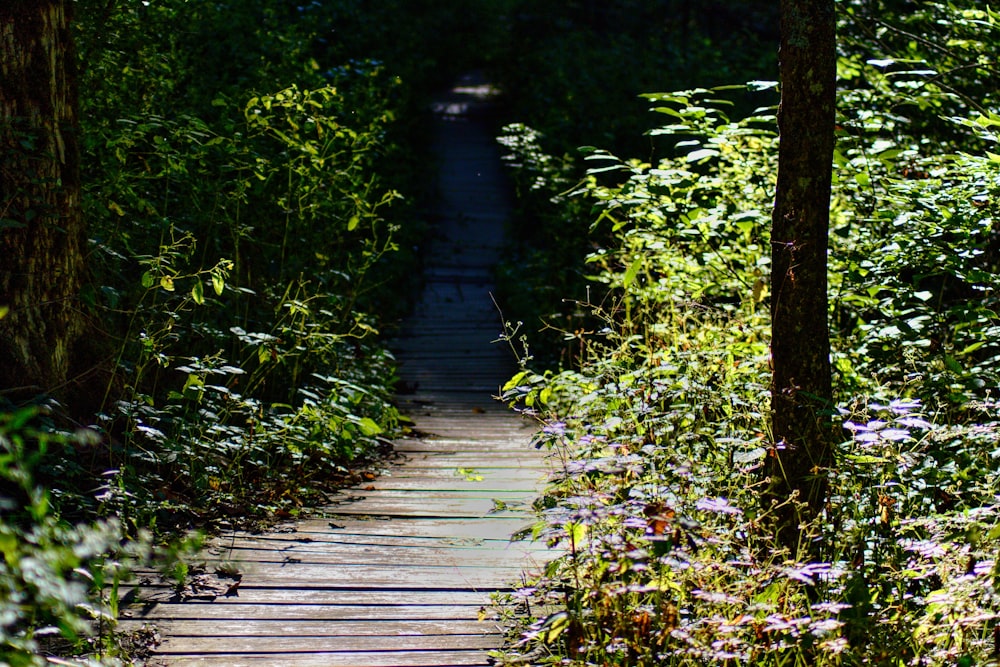 brown wooden pathway between green trees during daytime