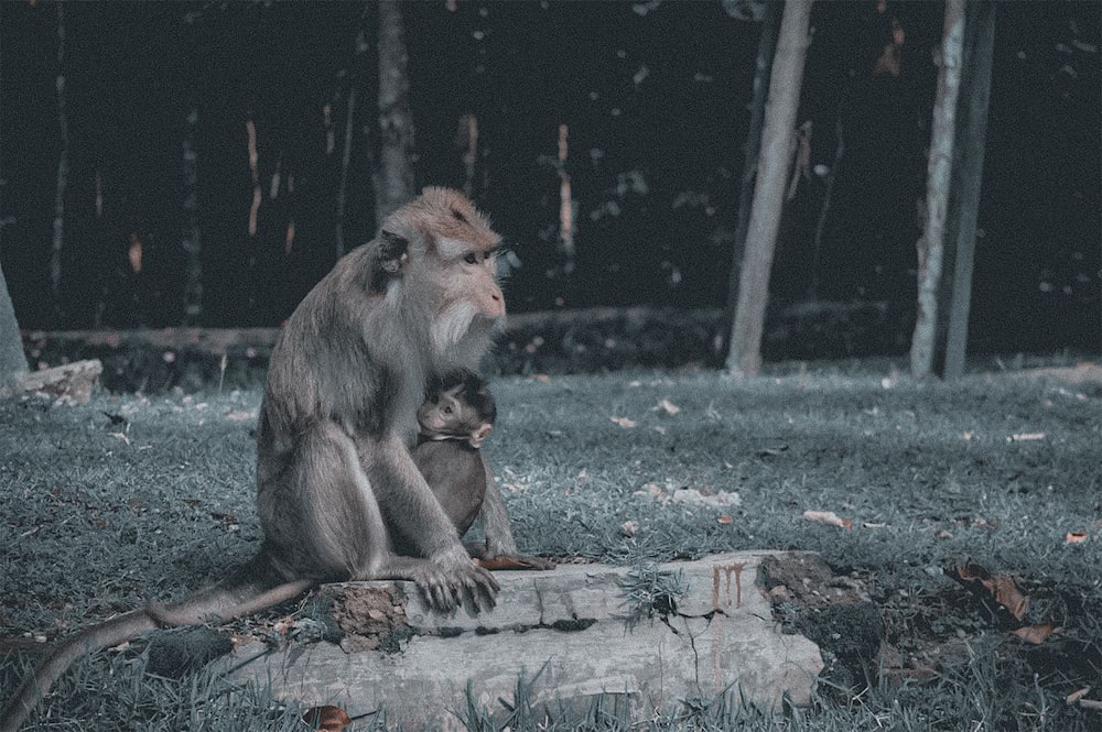 brown monkey sitting on gray concrete pavement during daytime