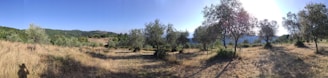 A scenic view of olive trees in a sunlit field.