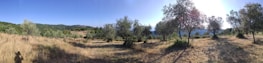 A panoramic view of the lush gardens and olive trees at Cortijo El Maizal during golden hour.