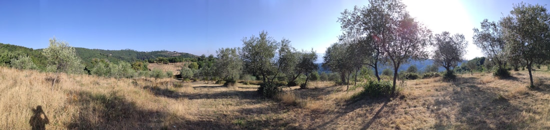 A panoramic view of a serene landscape with olive trees scattered across a dry, grassy field. The sun shines brightly in the sky, casting long shadows and highlighting the textures of the grass and foliage. Rolling hills can be seen in the background, enhancing the peaceful nature setting.