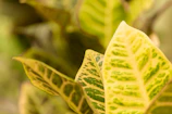 Close-up of gelli prints made using leaves and textured materials