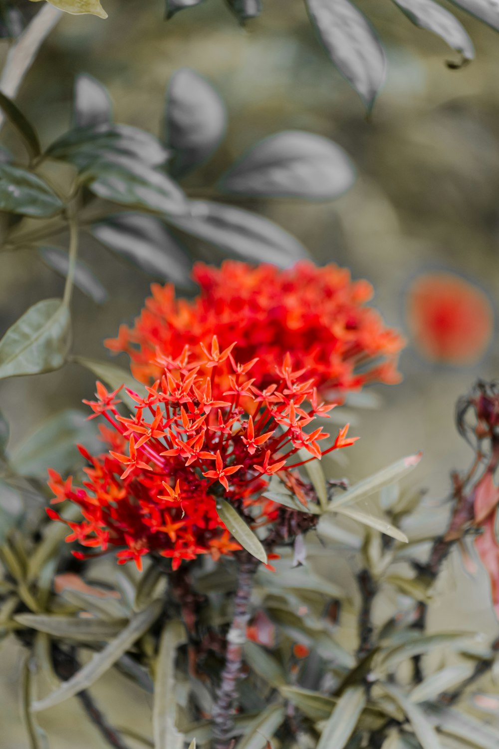 red flower in tilt shift lens