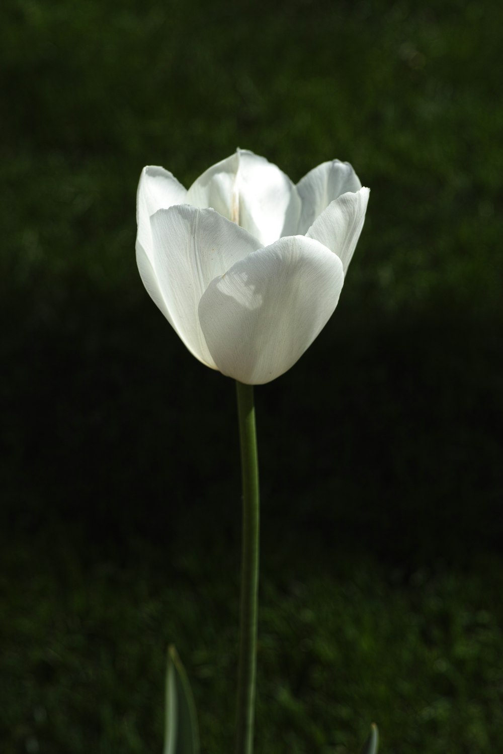 white flower in tilt shift lens