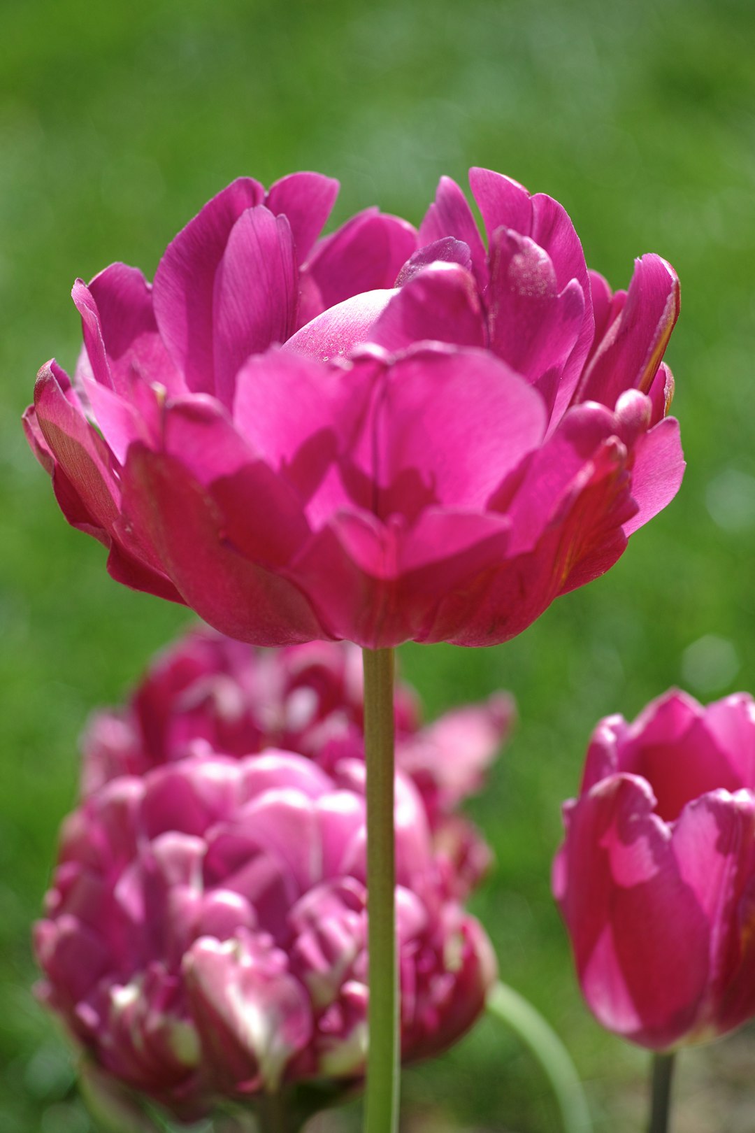 pink tulips in bloom during daytime