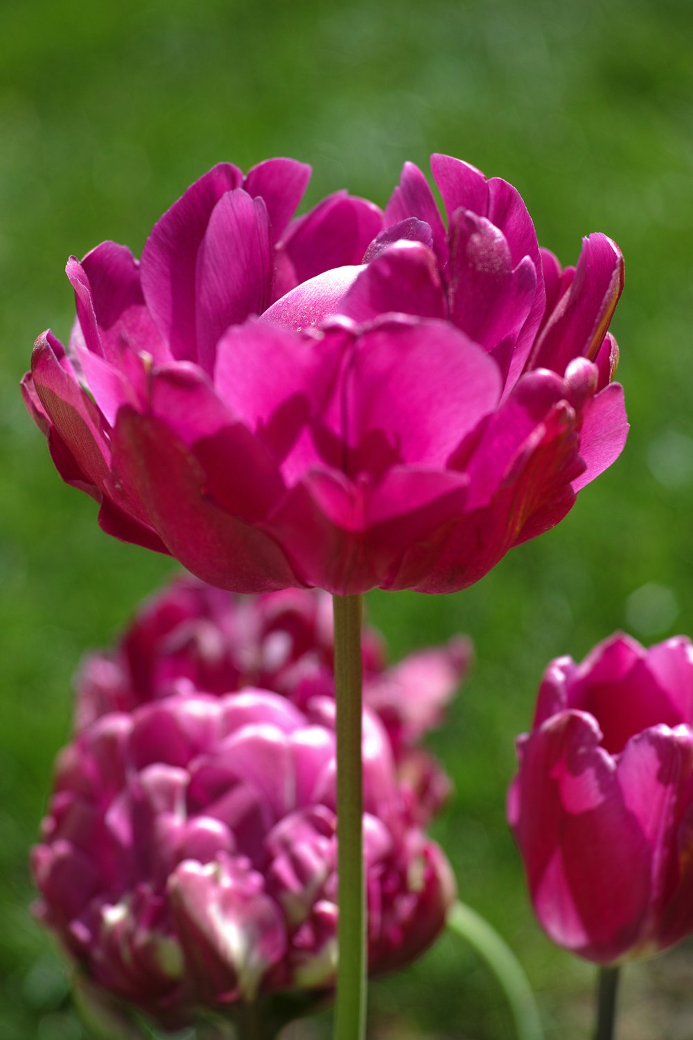 pink tulips in bloom during daytime